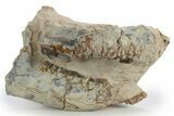 Bargain, Fossil Running Rhino (Hyracodon) Skull - South Dakota #249255-3